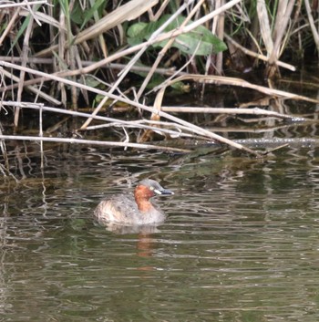 Little Grebe 玉川(厚木市) Wed, 4/12/2023