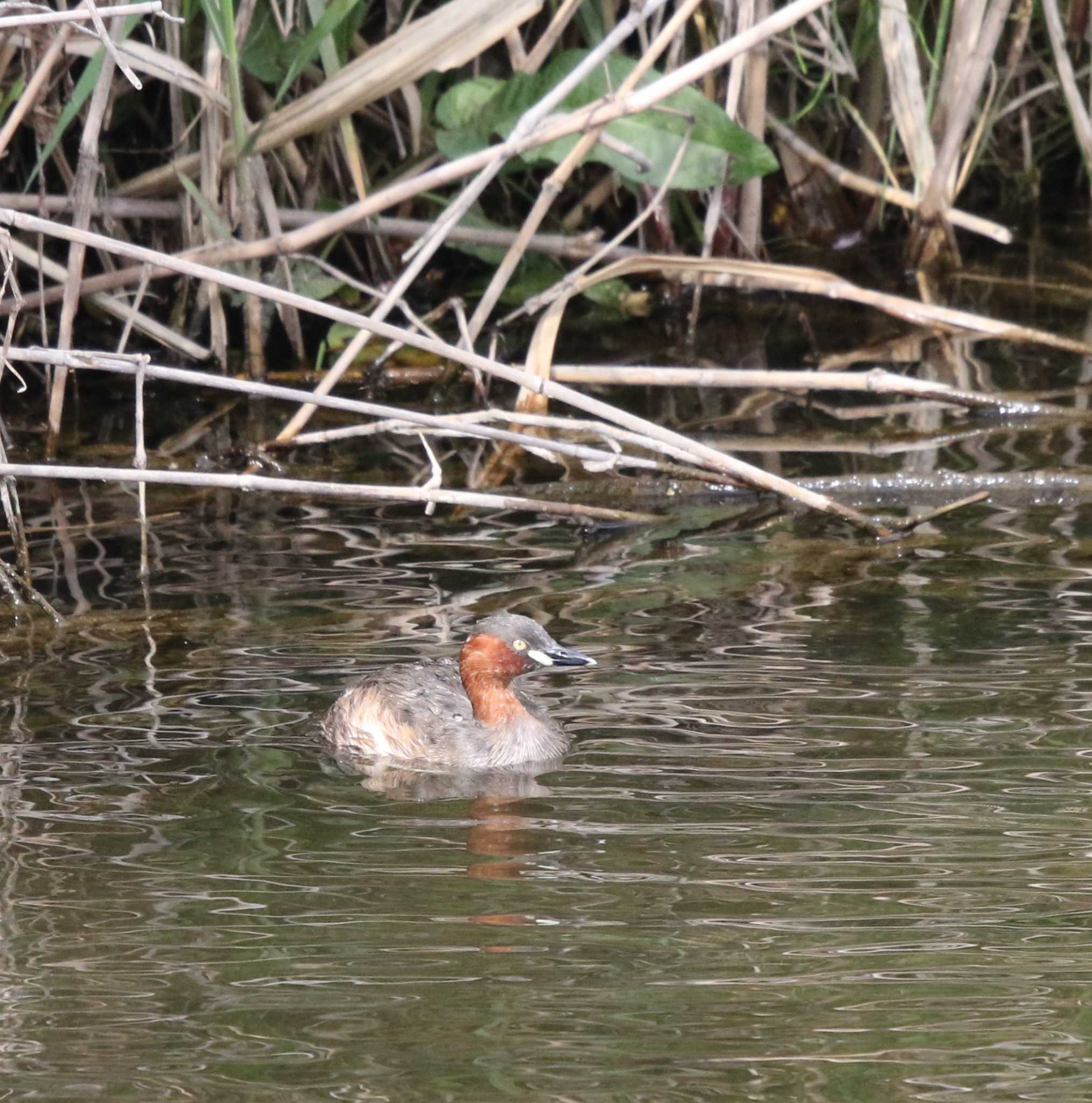 Photo of Little Grebe at 玉川(厚木市) by Tak4628