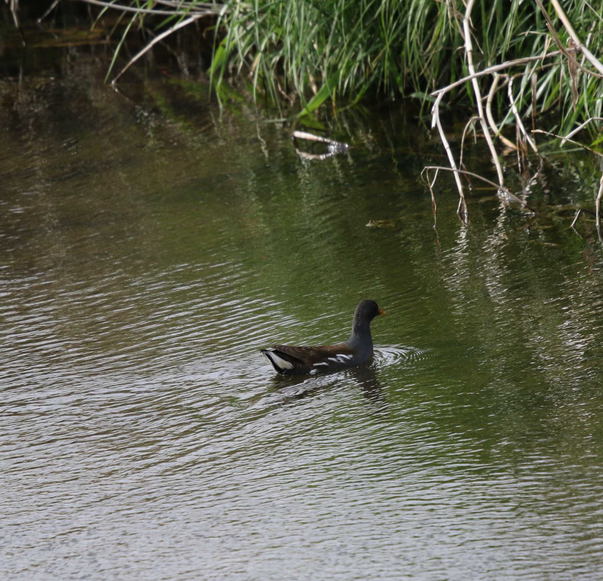 Photo of Common Moorhen at 玉川(厚木市) by Tak4628