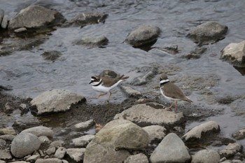 Little Ringed Plover 玉川(厚木市) Wed, 4/12/2023