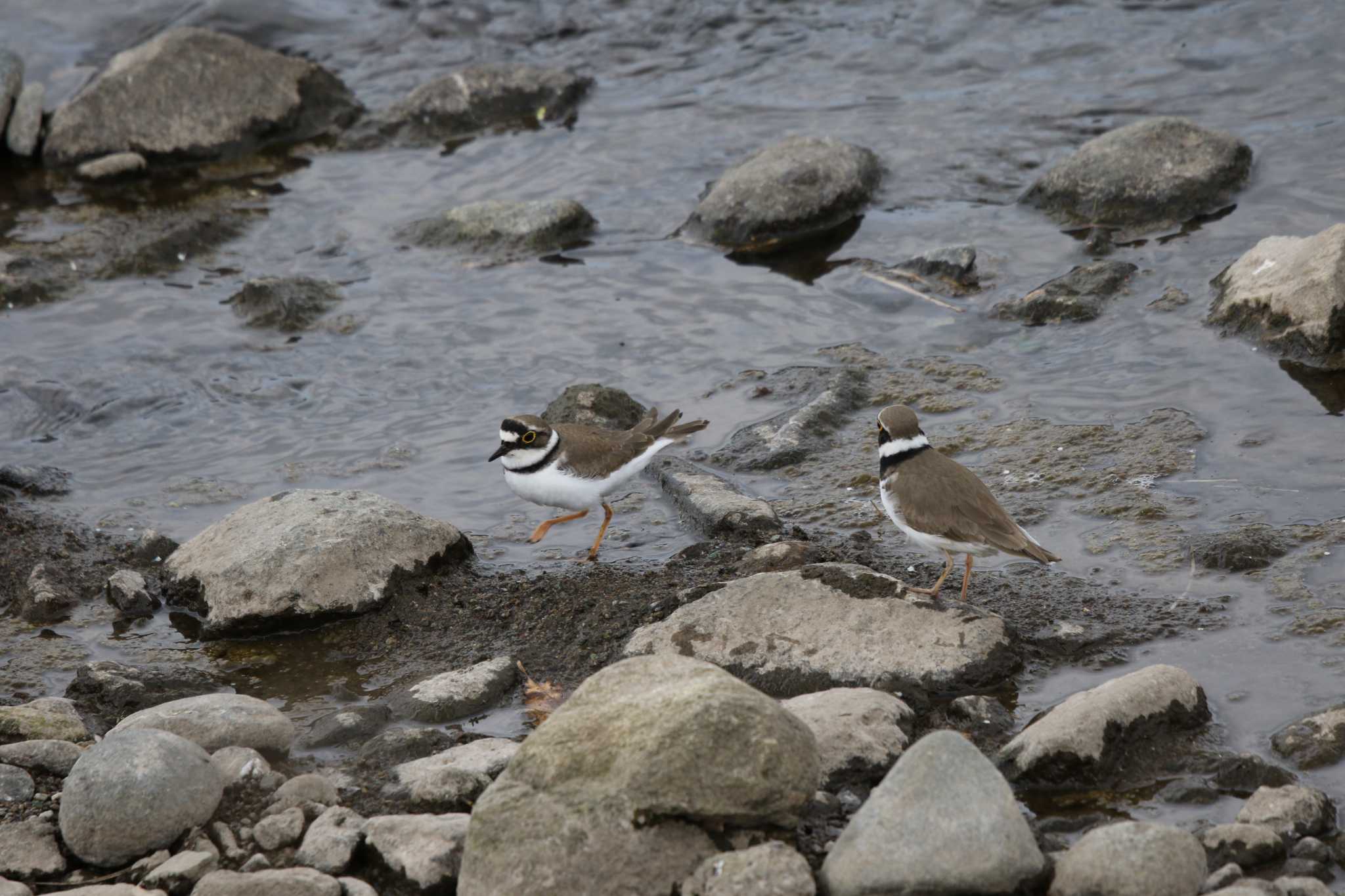 Little Ringed Plover