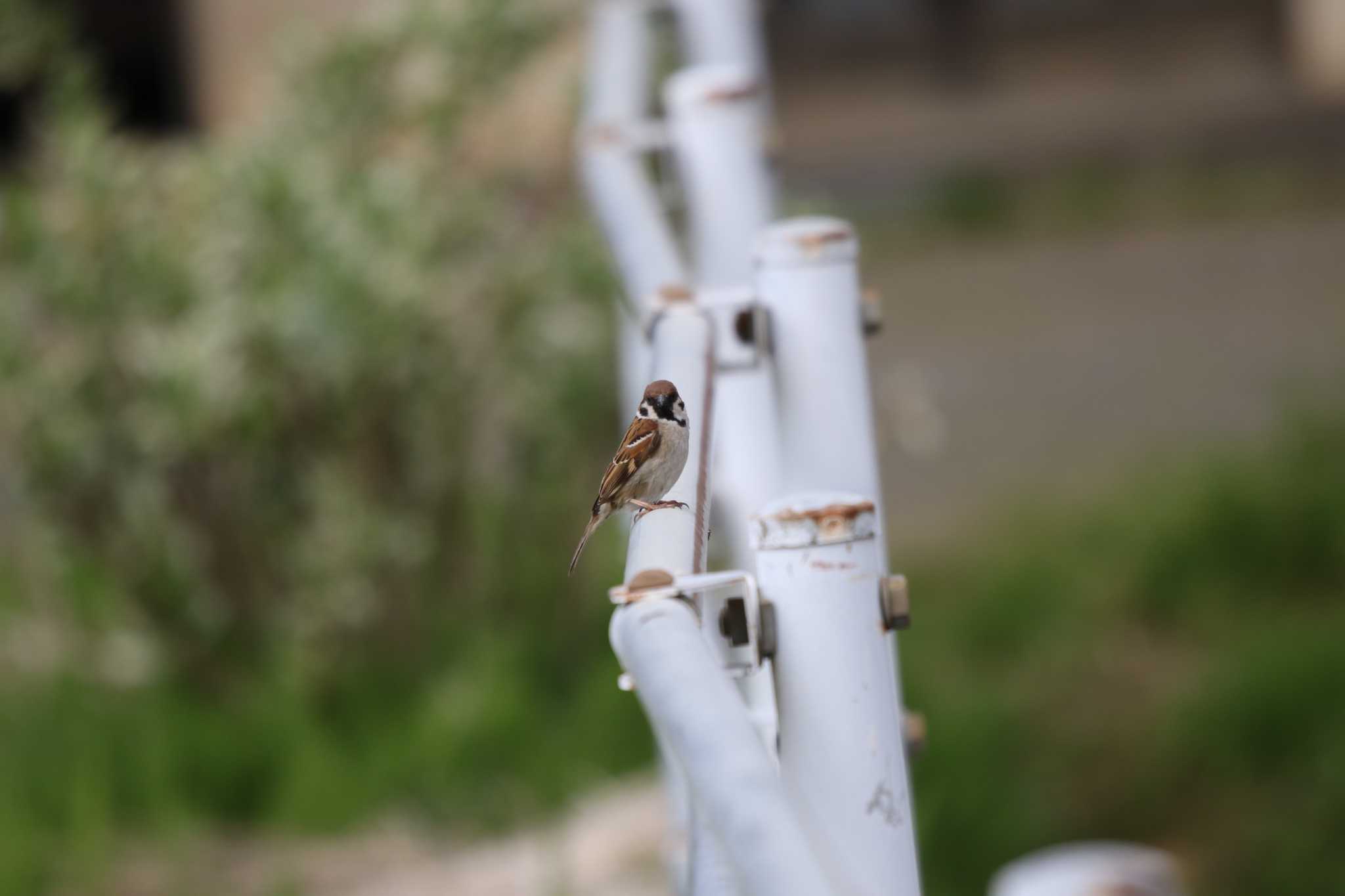 Eurasian Tree Sparrow