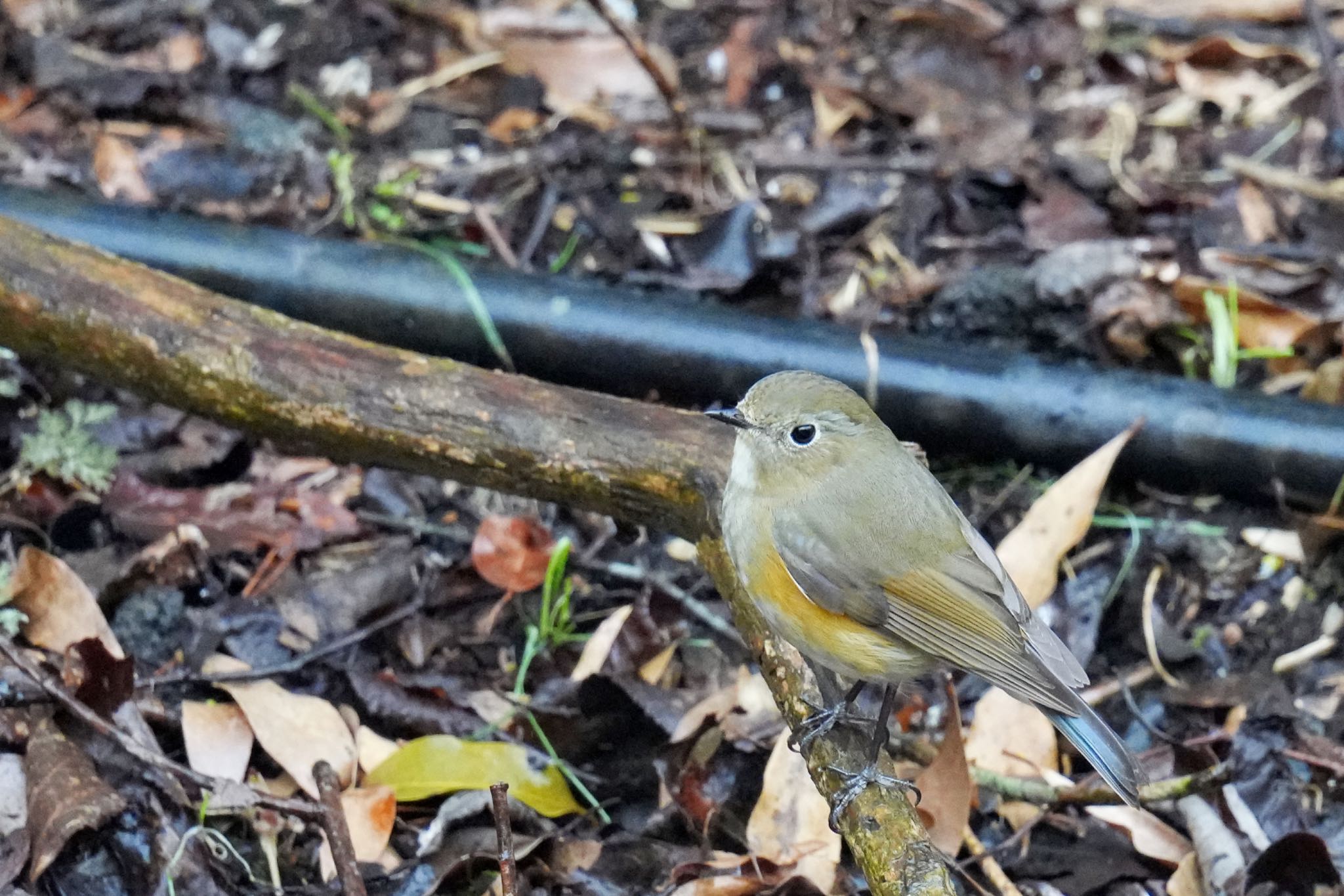 西湖野鳥の森公園 ルリビタキの写真 by アポちん