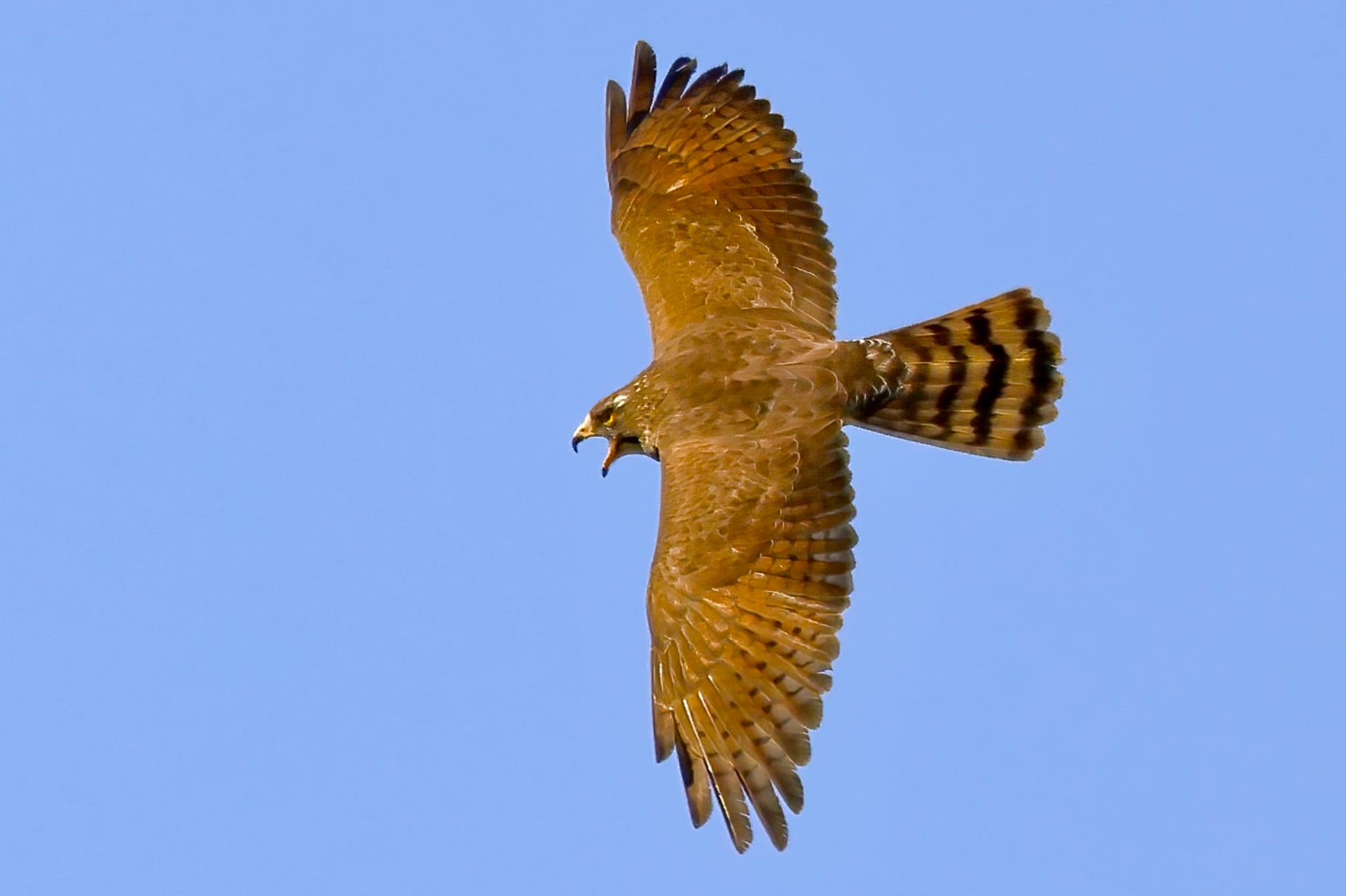 Photo of Grey-faced Buzzard at 千葉県 by amachan