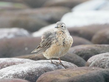 Water Pipit 狭山湖 Wed, 4/12/2023