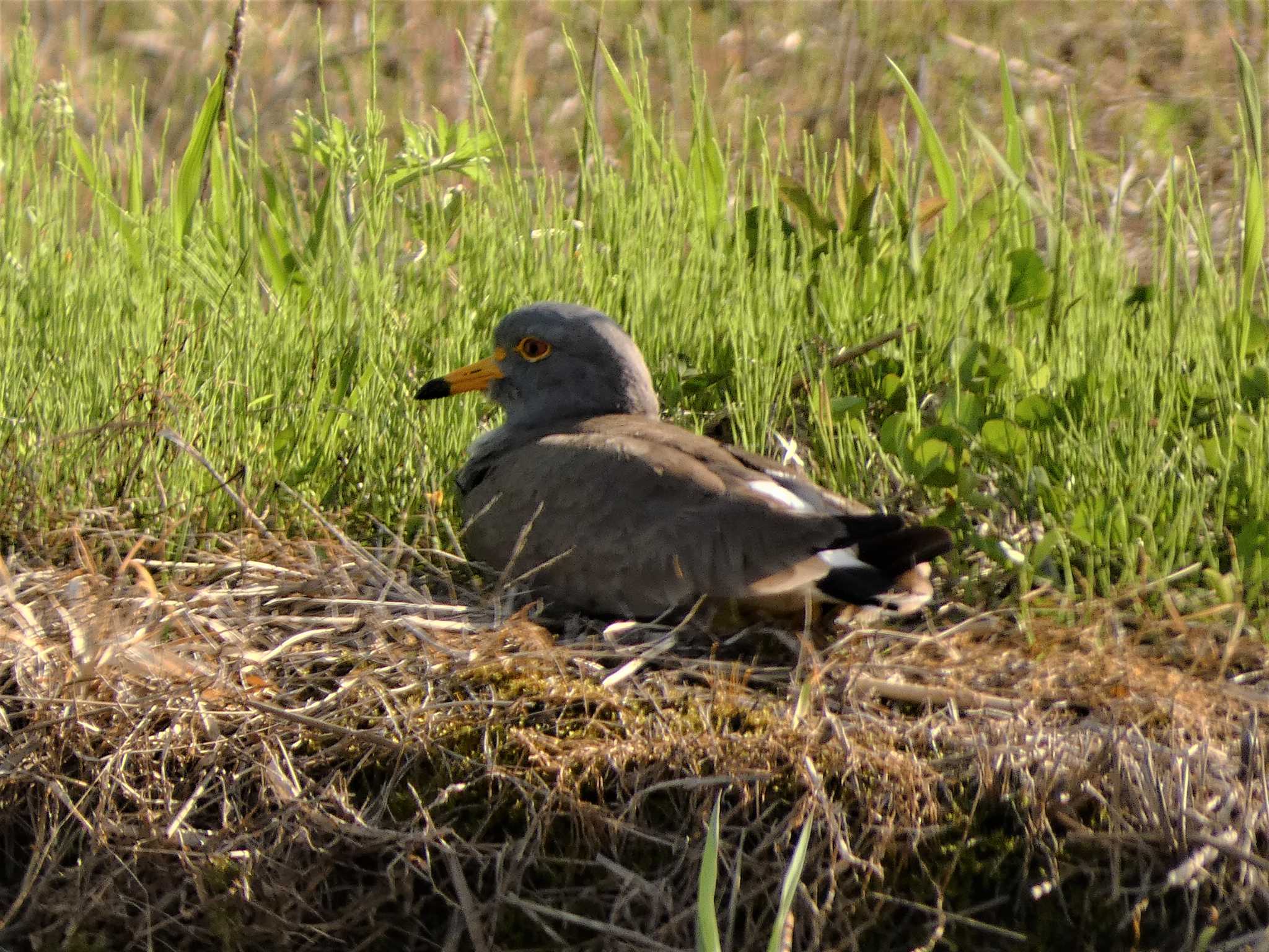 Grey-headed Lapwing