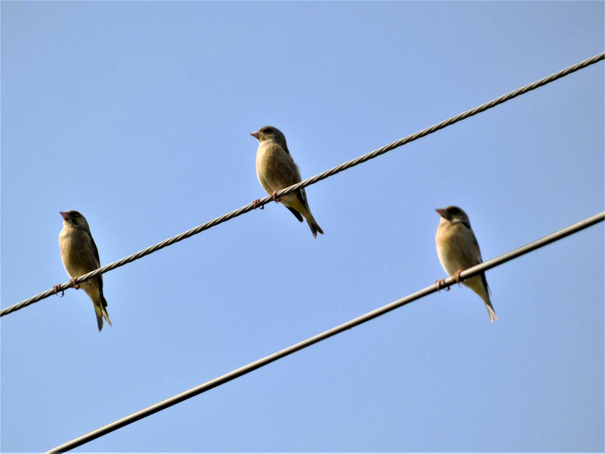 Grey-capped Greenfinch