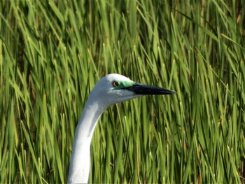 Sat, 4/8/2023 Birding report at 浮島ヶ原自然公園