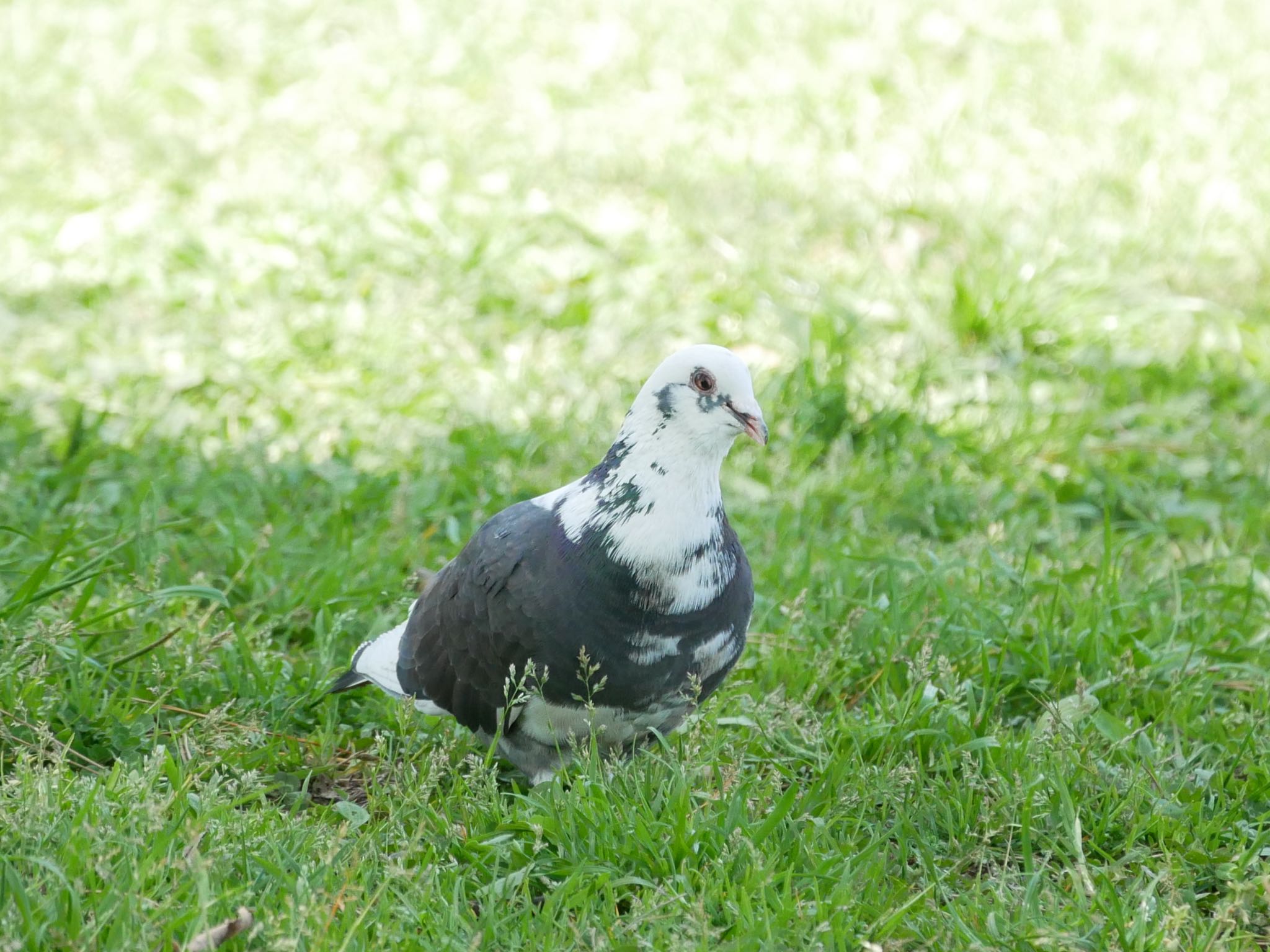 Photo of Rock Dove at Kasai Rinkai Park by のーべる