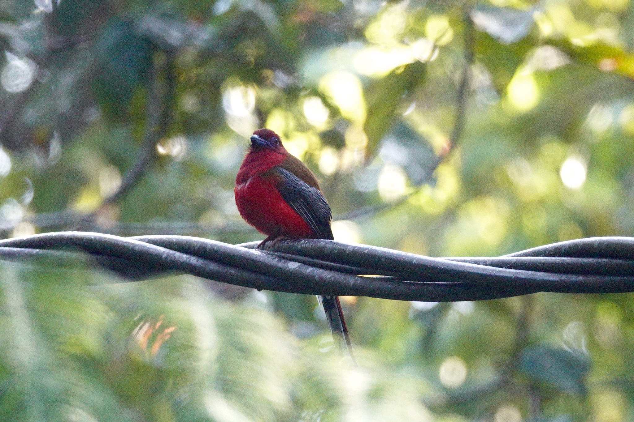 Red-headed Trogon