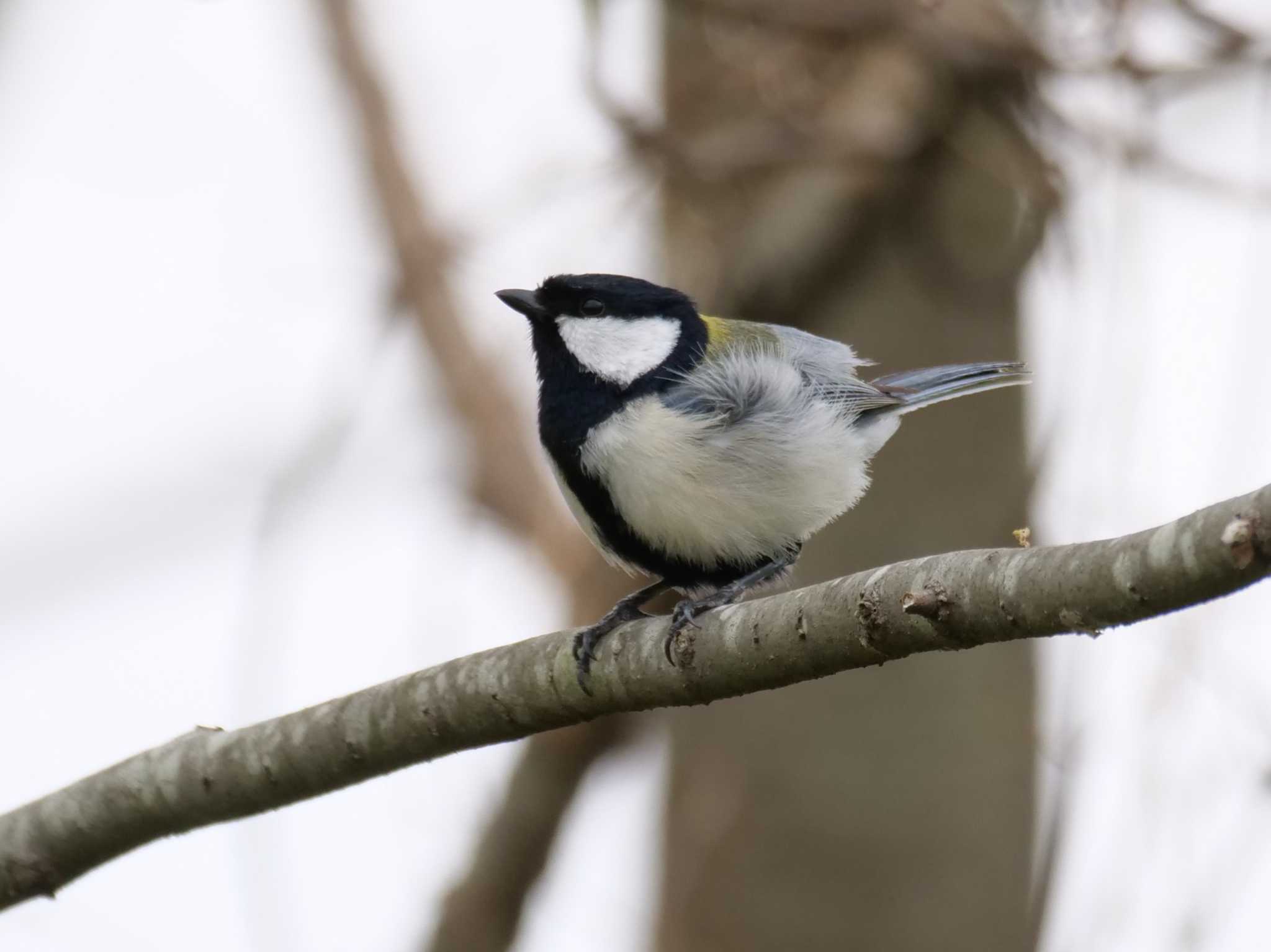 シジュウカラ3態。　寝ぐせ？・・ by little birds