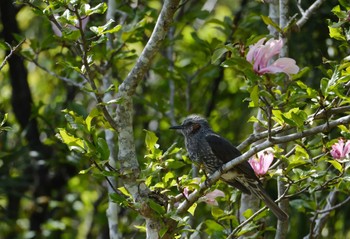 Tue, 4/11/2023 Birding report at 湖南公園(稲敷郡)