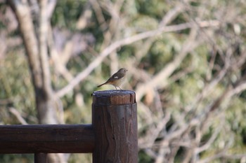 ジョウビタキ 権現山(弘法山公園) 2018年2月23日(金)