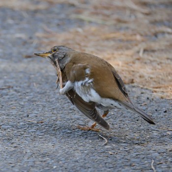 Pale Thrush 和田公園(稲敷市) Tue, 4/11/2023