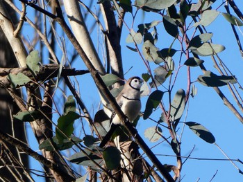 カノコスズメ Cranebrook, NSW, Australia 2023年4月8日(土)