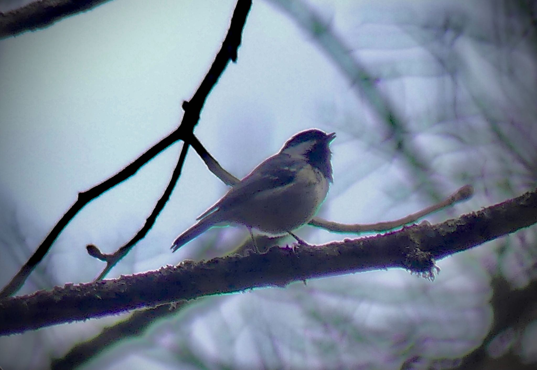 Coal Tit