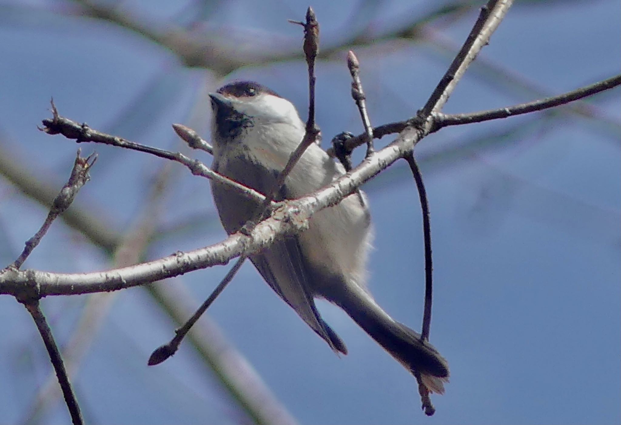 Willow Tit