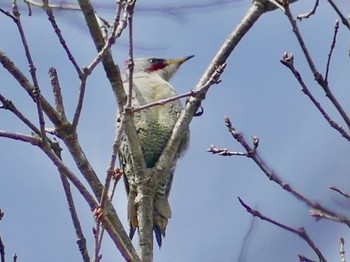 Sat, 4/8/2023 Birding report at Yanagisawa Pass