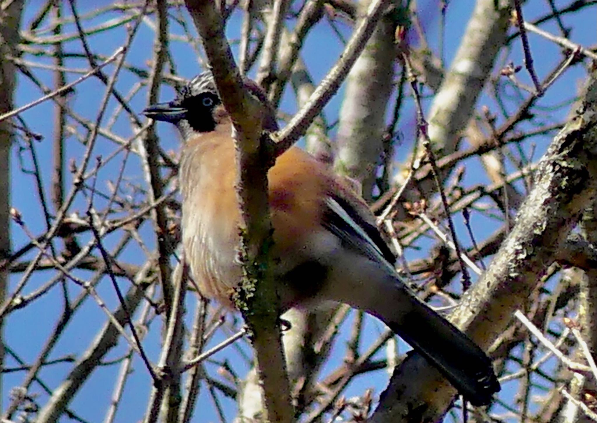 Eurasian Jay