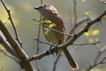 2023年4月10日(月) 入間川(笹井堰周辺)の野鳥観察記録