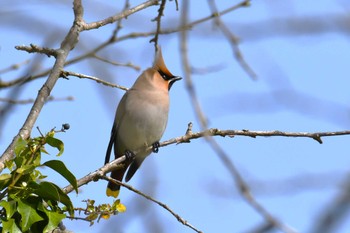 2023年4月13日(木) 珠洲市の野鳥観察記録