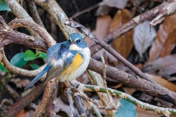 2023年1月2日(月) こども自然公園 (大池公園/横浜市)の野鳥観察記録