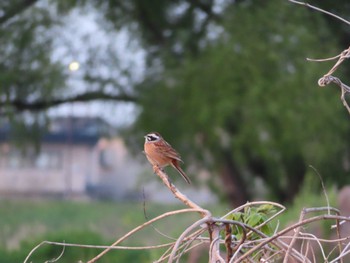 2023年4月4日(火) 多摩川の野鳥観察記録