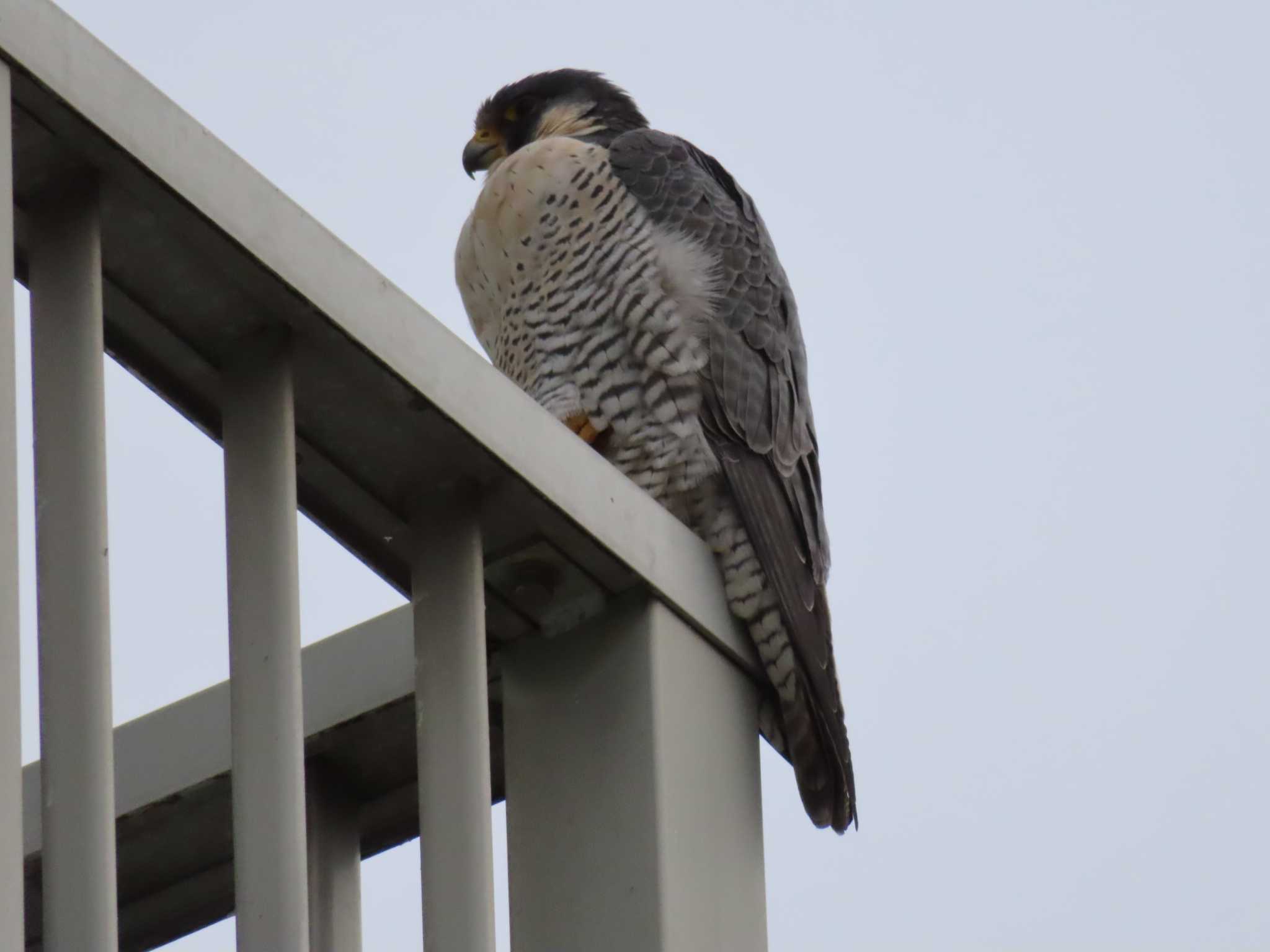 Peregrine Falcon