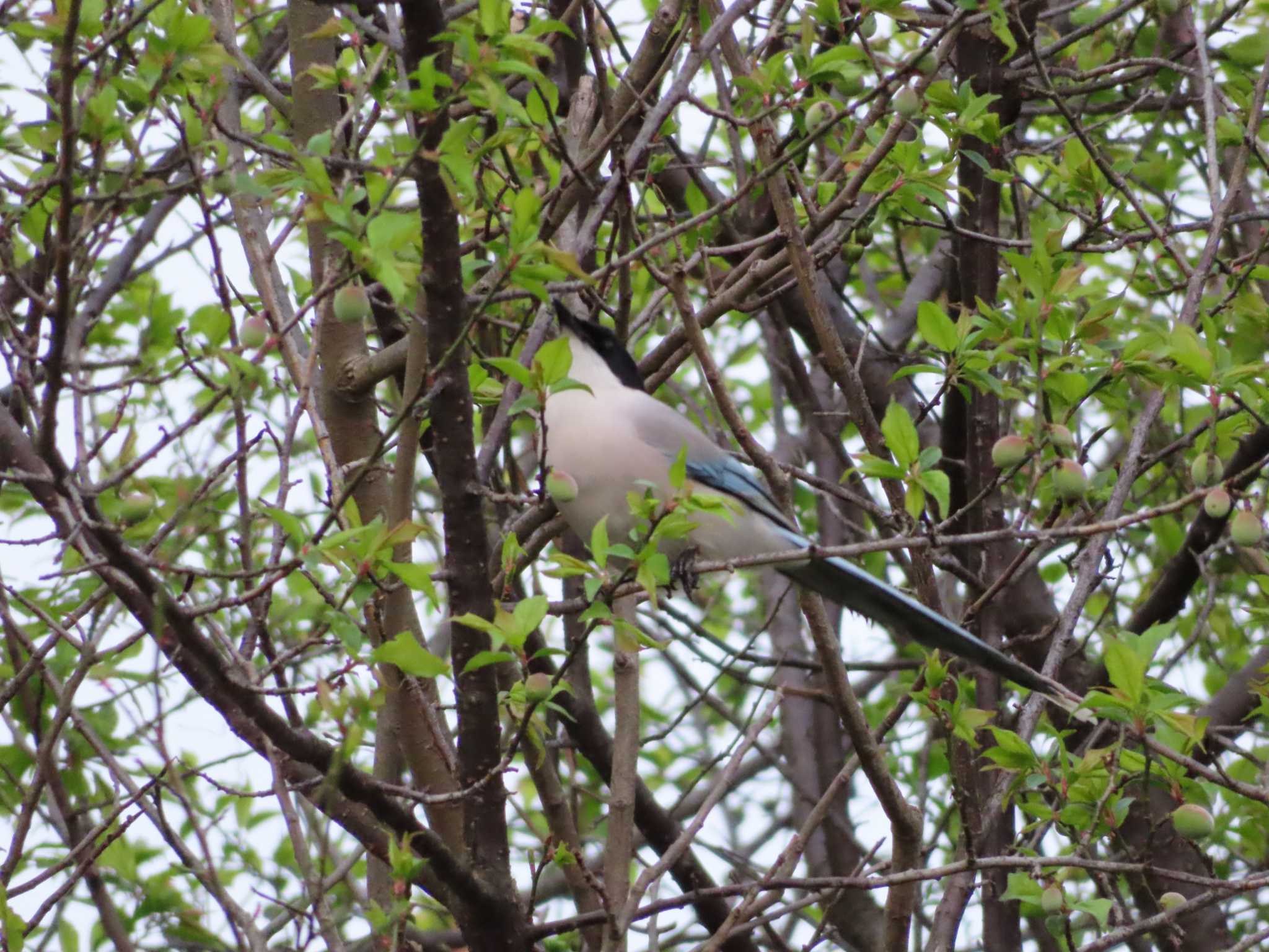 Photo of Azure-winged Magpie at 多摩川 by ツートン