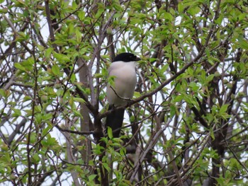 Azure-winged Magpie 多摩川 Wed, 4/5/2023