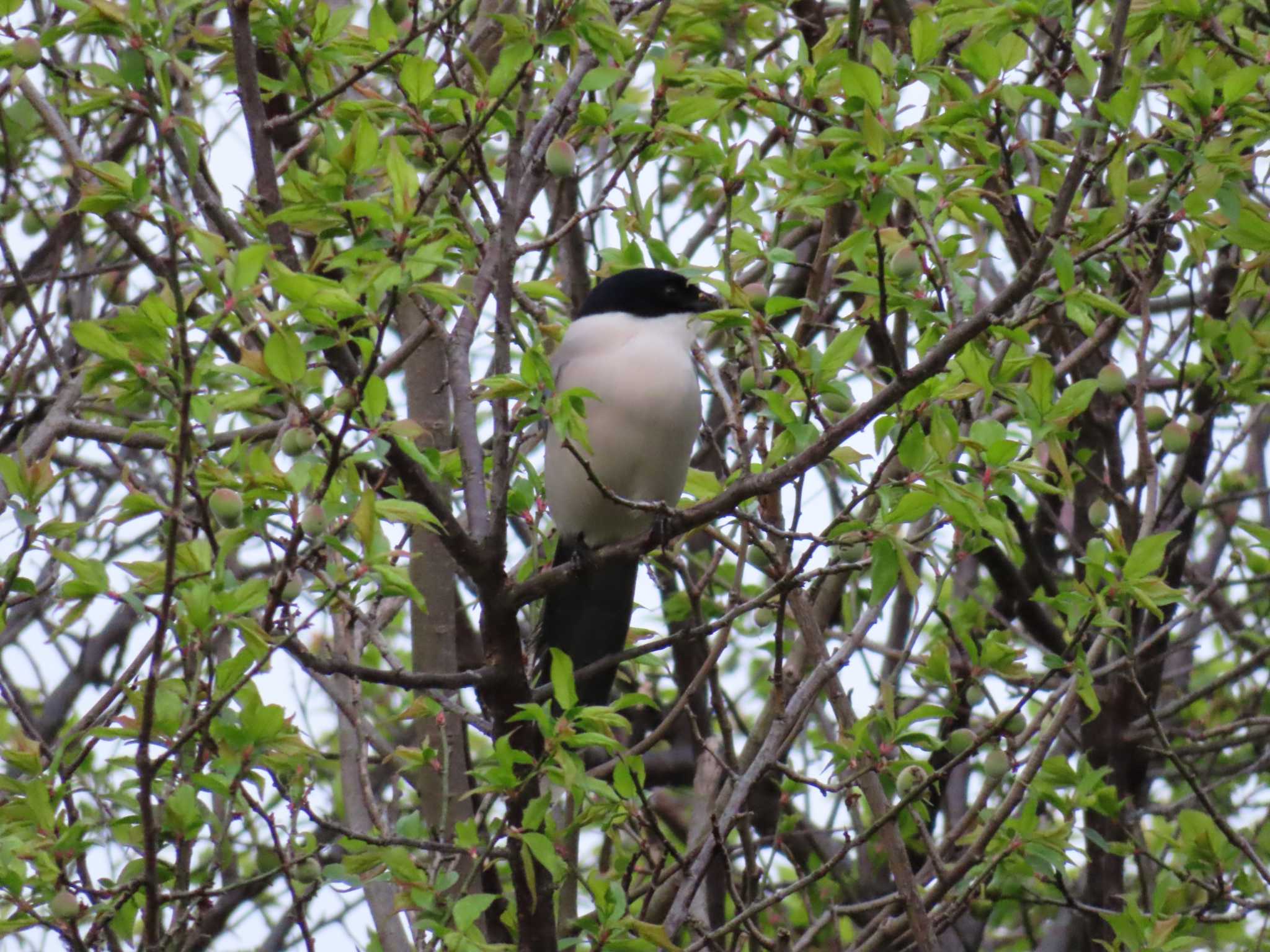 Azure-winged Magpie