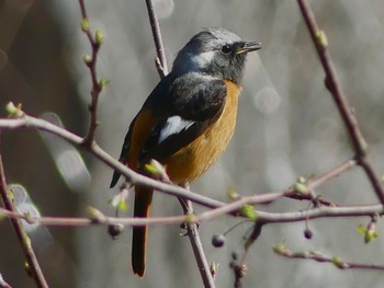 2023年4月9日(日) 蓼科の野鳥観察記録