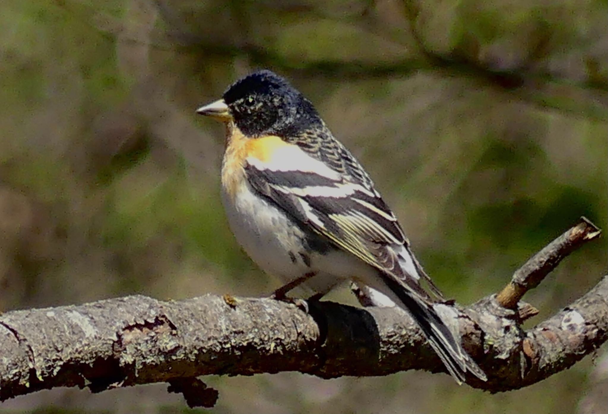 Brambling