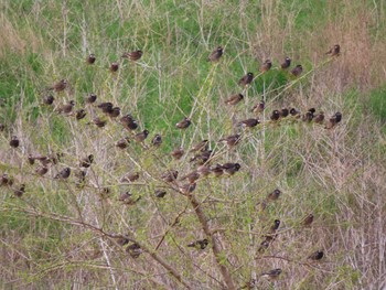 White-cheeked Starling 多摩川 Wed, 4/5/2023