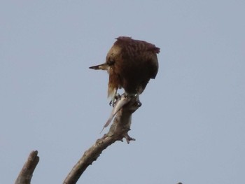 Black Kite 多摩川 Wed, 4/5/2023