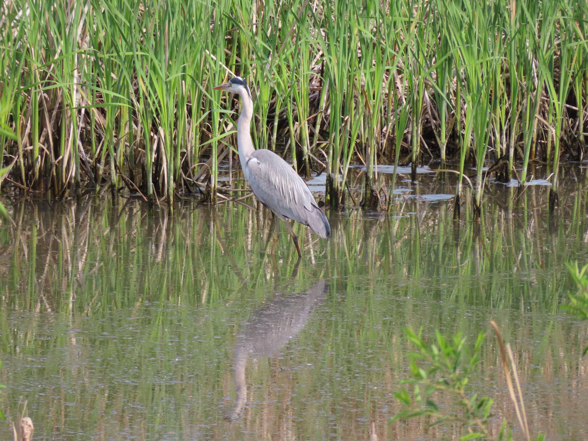 Grey Heron