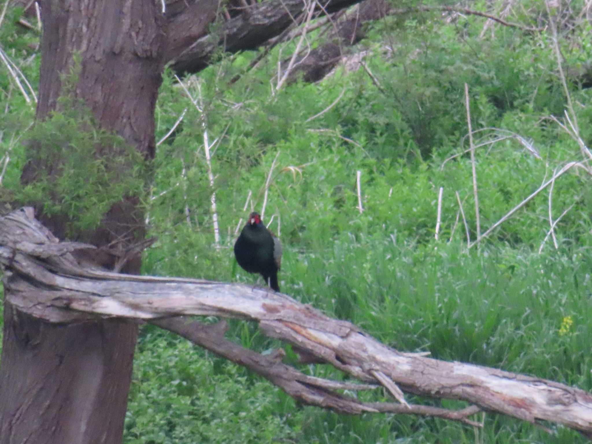 Green Pheasant