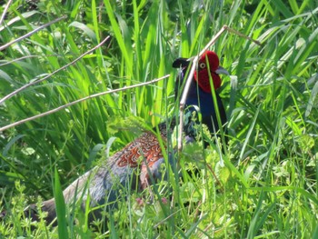 Green Pheasant 多摩川 Sun, 4/9/2023