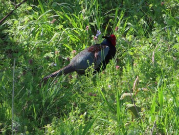 Green Pheasant 多摩川 Sun, 4/9/2023