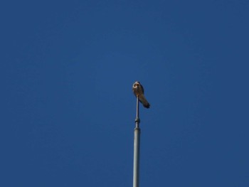 Common Kestrel 多摩川 Sun, 4/9/2023