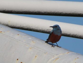 Blue Rock Thrush 多摩川 Sun, 4/9/2023