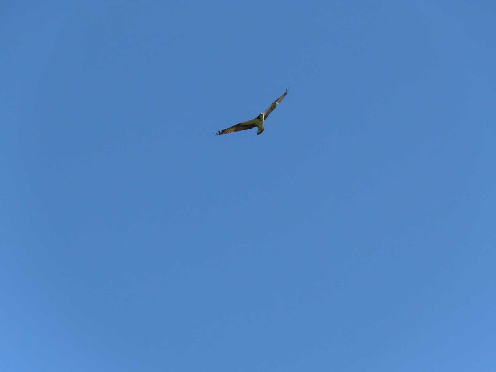 Photo of Osprey at 多摩川 by ツートン