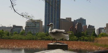 ユリカモメ 上野恩賜公園 2023年4月13日(木)