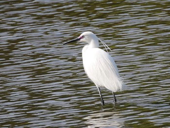 コサギ 葛西臨海公園 2023年4月13日(木)