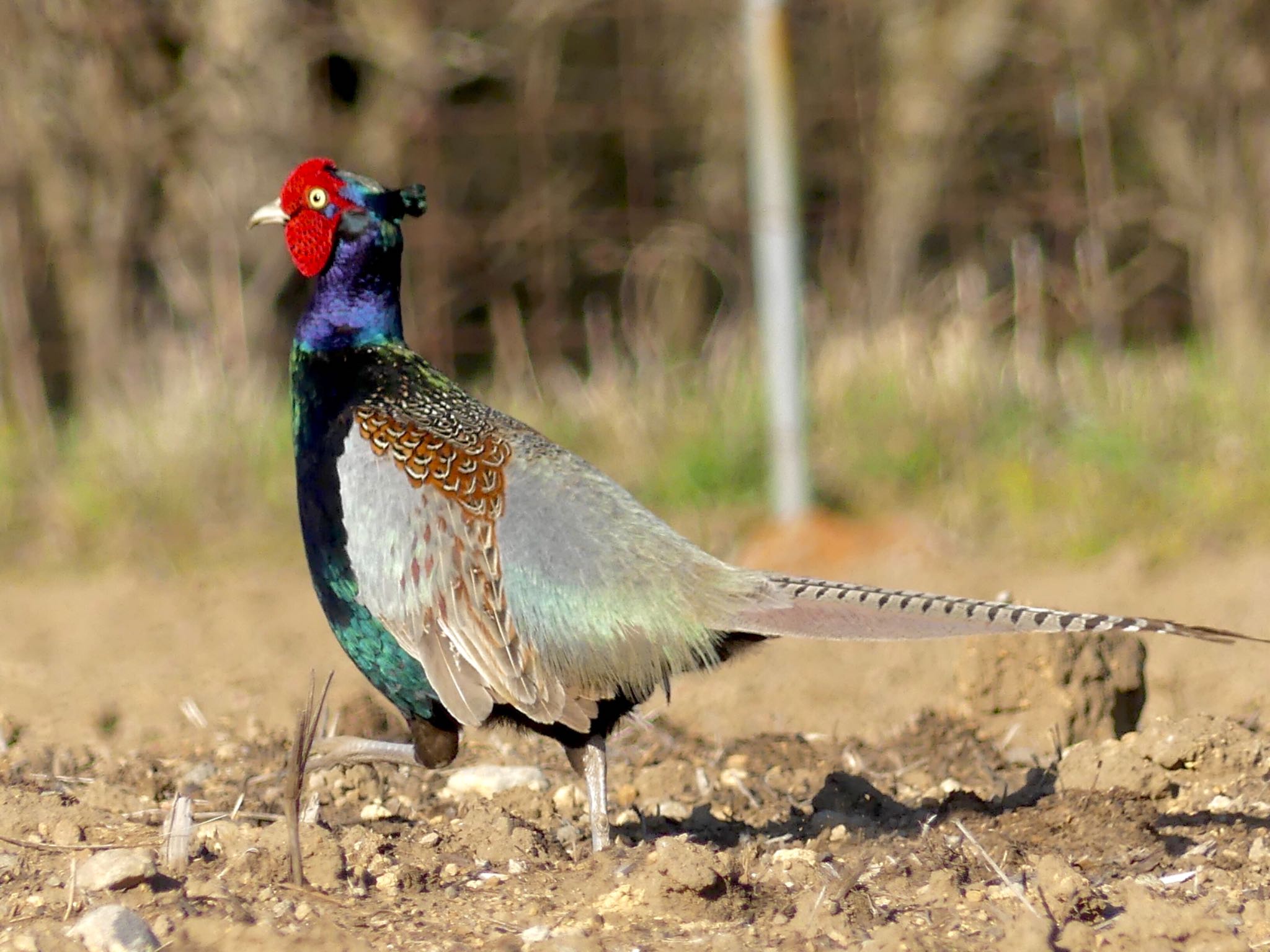 Green Pheasant