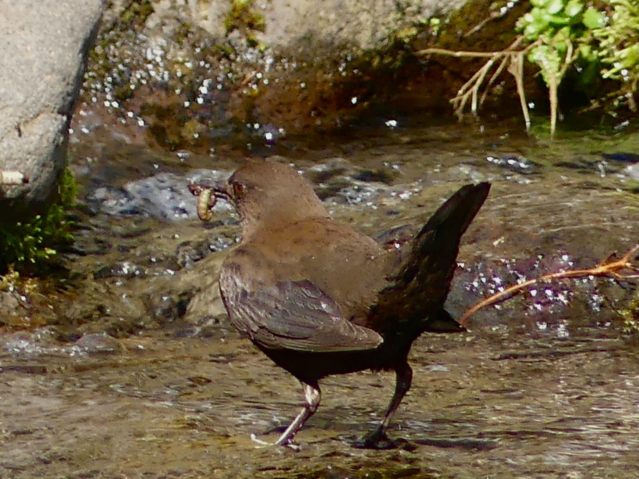 Brown Dipper