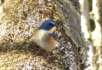 Sun, 4/9/2023 Birding report at 清里