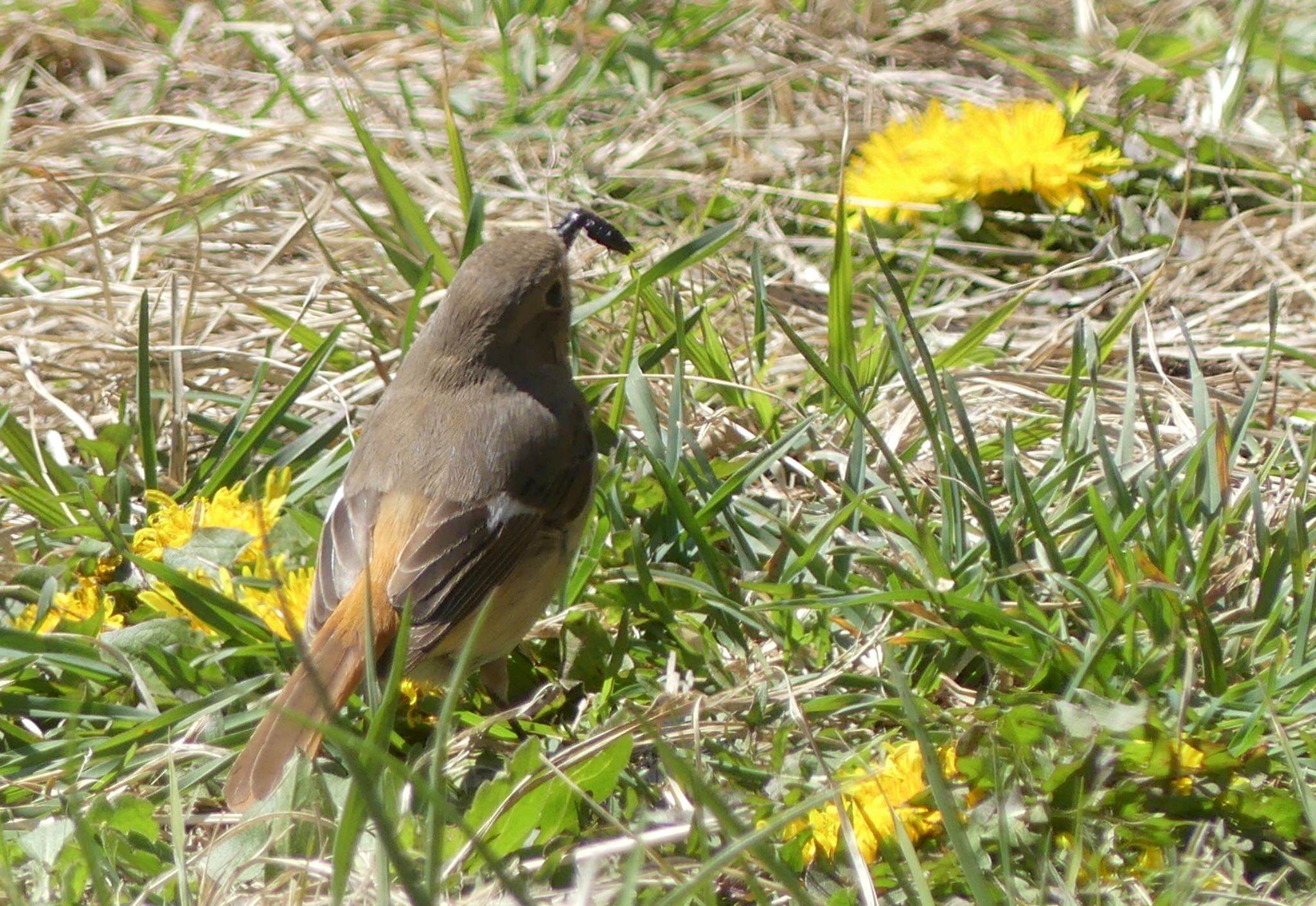 Daurian Redstart