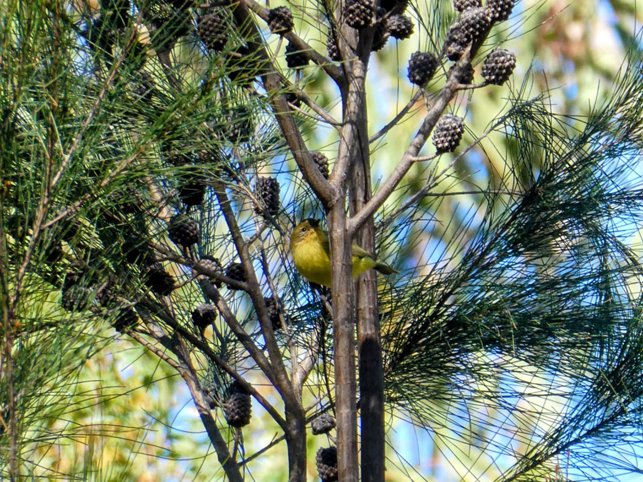 Cranebrook, NSW, Australia ヒメトゲハシムシクイの写真 by Maki