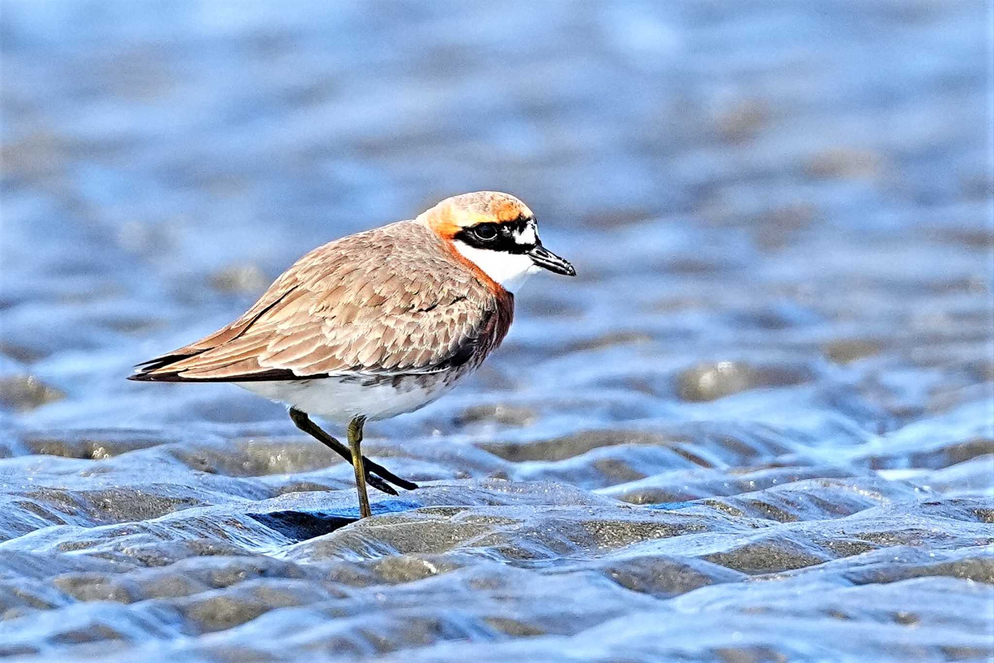 ふなばし三番瀬海浜公園 メダイチドリの写真